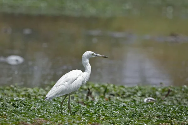 Garza azul juvénile (Egretta caerulea ) — Photo