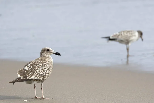 Gaviota cocinera (Larus dominicanus)) — Zdjęcie stockowe