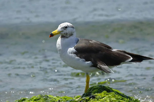 Kardszárnyú tonhal (Thunnus spp.)) — Stock Fotó