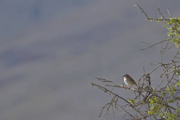 Gorrión americano (Zonotrichia capensis) — Foto Stock