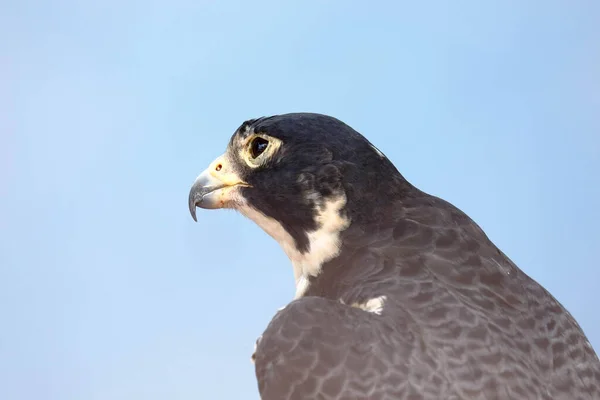 Halcón Peregrino (Falco peregrinus)) — Stockfoto