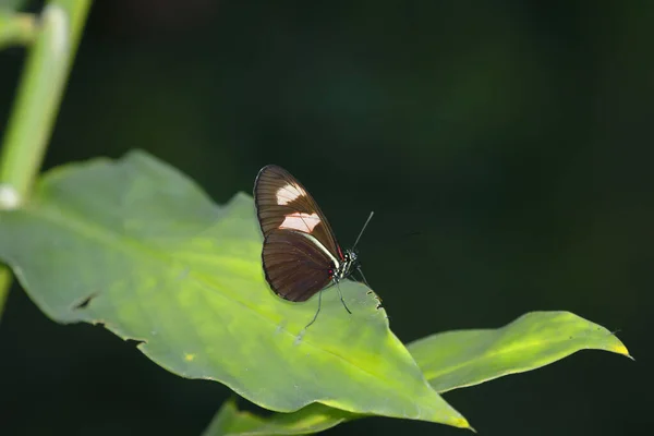 Heliconius melpomene plesseni — Stockfoto