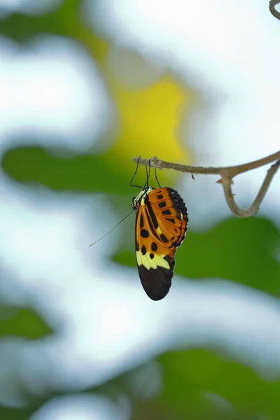 Heliconius Numata tarapotensis — стокове фото