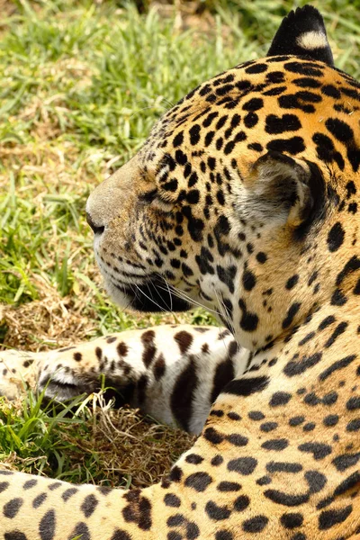 Jaguar (Panthera onca) en zoolXogico — Photo