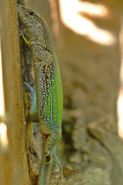 Lagartija metálica (Ameiva ameiva)) — 图库照片