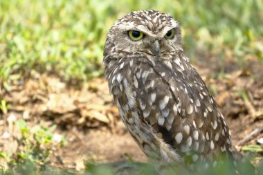 Lechuza de arenal (Athene cunicularia)