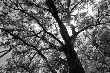 Molle (schinus molle)