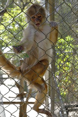 mono capuchino (cebus apella) al interior de zoológico