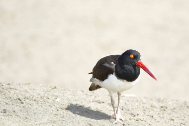 Ostrero Comun (Haematopus palliatus)