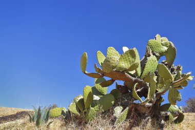 Penca de tunas - Opuntia ficus-indica
