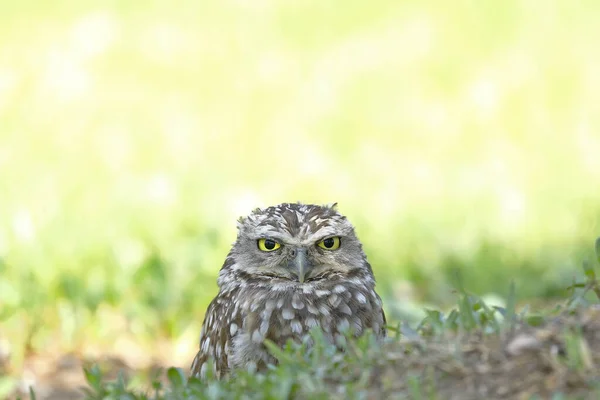 Lechuza de arenal (Athene cunicularia) — Fotografia de Stock