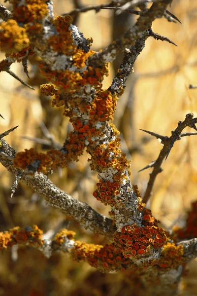 Liquen sobre rama (Xanthoria parietina) — стокове фото