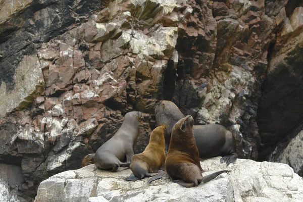 Lobo marino peruano (Arctophoca australis ssp..) — Foto de Stock