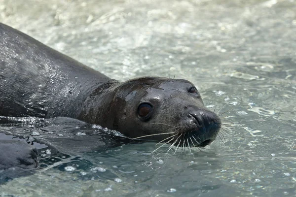 Lobo marino sudamericano (Otaria flavescens)) — Fotografia de Stock