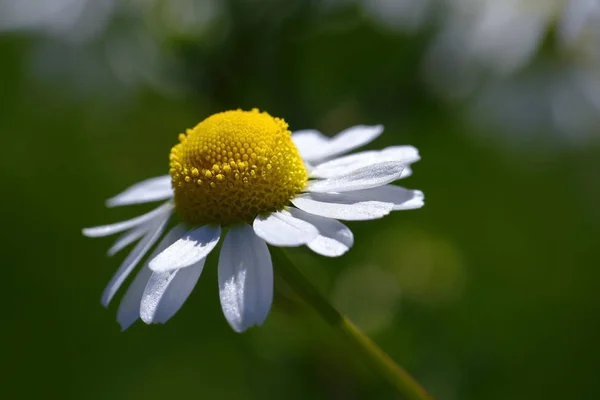 Flor de manzanilla (Chamaemelum nobile)