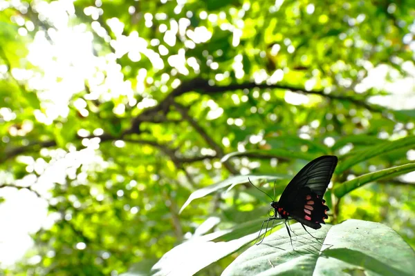 Mariposa (papilio anchisiades)