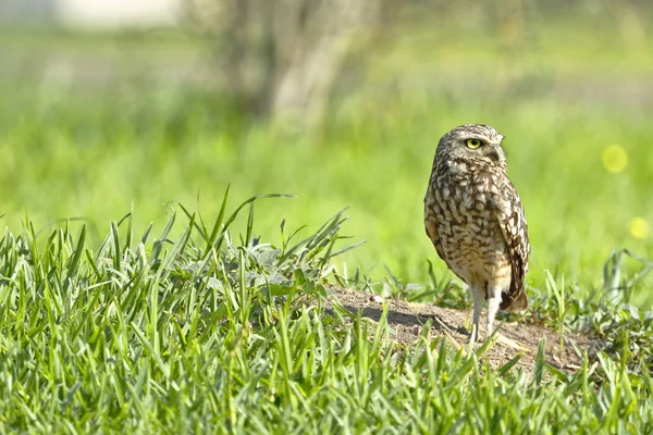 Mochuelo (Athene cunicularia) — Stock fotografie