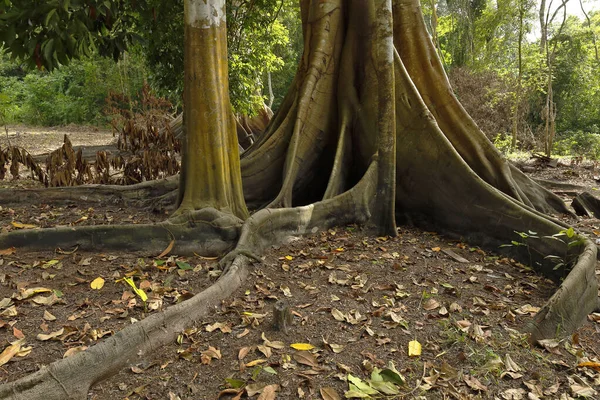 Oje (Ficus insipida) — Stok fotoğraf