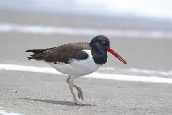 Ostrero americano (Haematopus palliatus)) — Stock Fotó