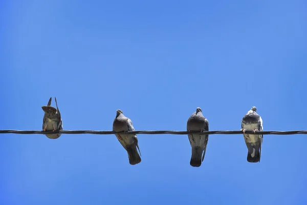 Paloma Doméstica - Columba Livia — Stockfoto