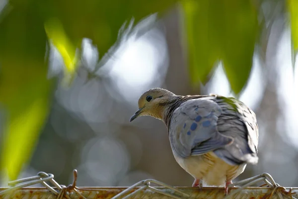 Torcaza de paloma (Zenaida auriculata) —  Fotos de Stock