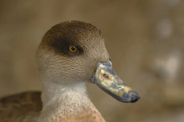 Pato barcino (Anas flavirostris) en cautiverio — Stockfoto