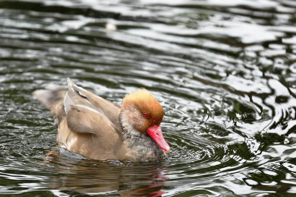 Pato colorado (Netta rufina) —  Fotos de Stock