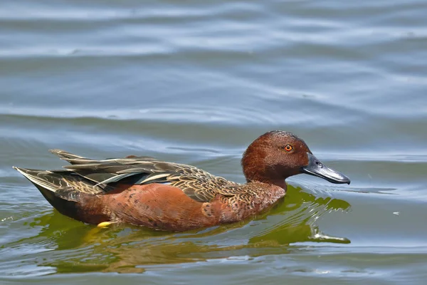 Pato colorado (spatula cyanoptera) — стокове фото