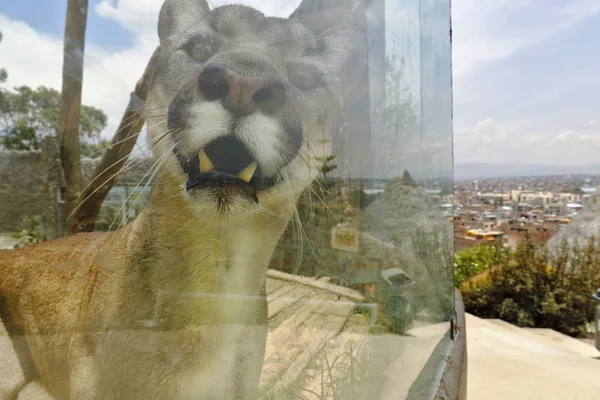 Puma (puma concolor) hu zoológico — Stock Fotó