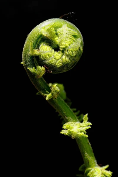 Punta de helecho (Pteridium aquilinum) —  Fotos de Stock