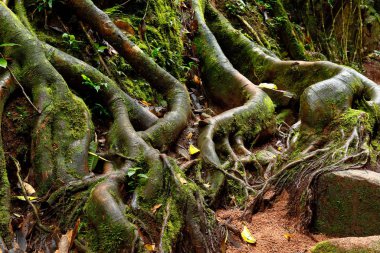 Raíces de árbol