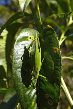 Saltamontes hoja (Stilpnochlora couloniana)