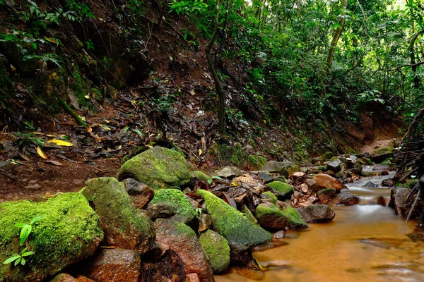 Riachuelo en la selva — Foto de Stock