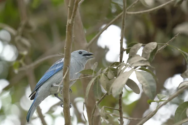 Tangara azulada (thraupis episcopus)) — Stockfoto