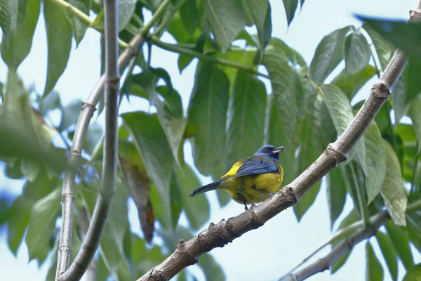 Tangara naranjera (Thraupis bonariensis)) — 图库照片