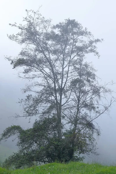 Tenue neblina — Stok fotoğraf