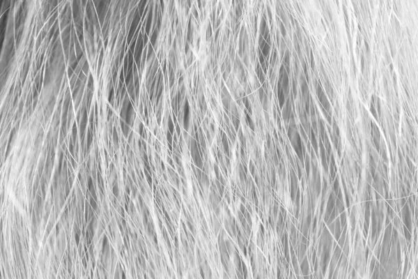 Textura de pelos de animal — Stockfoto