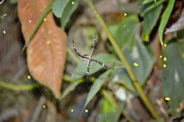 Araña tigre (Silver Argiope Argentata) — Stockfoto