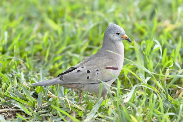 Tortolita peruana (Columbina cruziana) — Stock Photo, Image