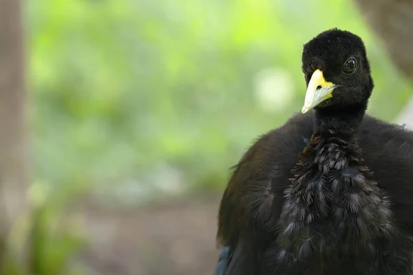 Trompetero aliblanco (Psophia leucoptera).) — стокове фото