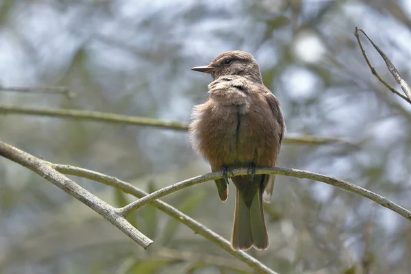 Τουρτουπιλίνη (Pyrocephalus rubinus) — Φωτογραφία Αρχείου