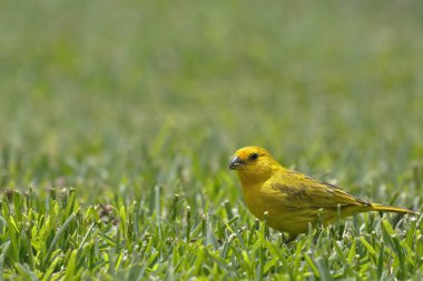 Boton de oro (Sicalis flaveola)