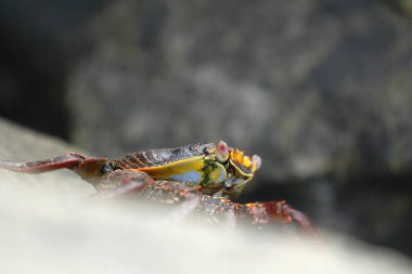 Cangrejo de las rocas (Grapsus grapsus)