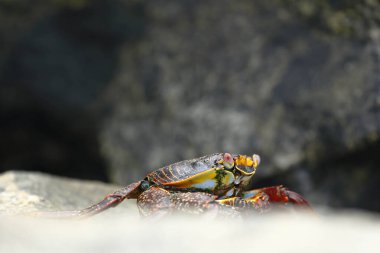 Cangrejo de las rocas (Grapsus grapsus)
