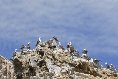 Piquero peruano (Sula variegata)