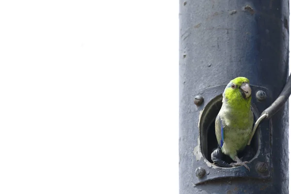 Cotorrita de Piura (Forpus coelestis)