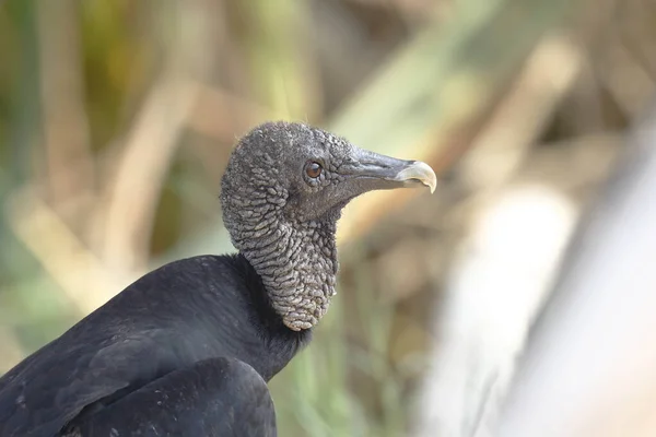 Gallinazo (Coragyps atratus)) — Fotografia de Stock