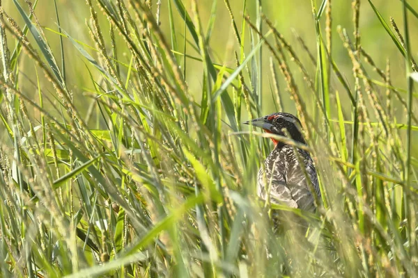 Loica peruana (Sturnella bellicosa)) — Zdjęcie stockowe