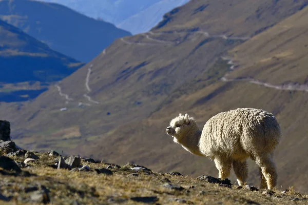 Alpacka (Vicugna pacos) — Stockfoto