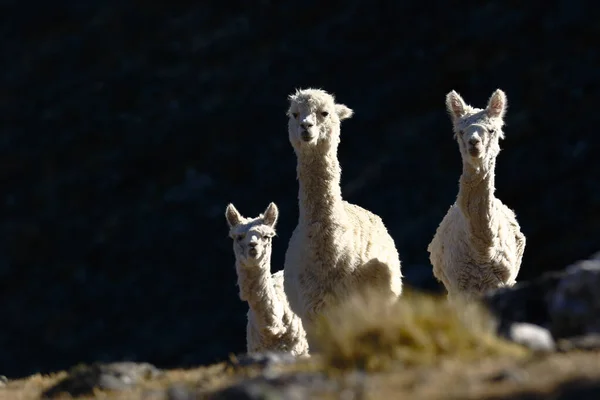 Alpaka (Vicugna pacos) — Stock Fotó